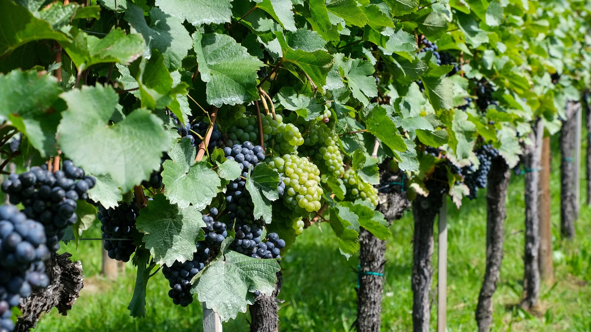 Briar Creek Vineyards